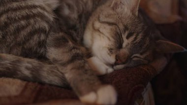 Evcil kedinin odada kanepede uyumasına yakın. Şirin kedicik dinleniyor ve gözetliyor.