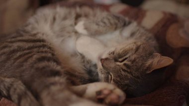 Evcil kedinin odada kanepede uyumasına yakın. Şirin kedicik dinleniyor ve gözetliyor.