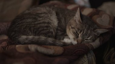 Evcil kedinin odada kanepede uyumasına yakın. Şirin kedicik dinleniyor ve gözetliyor.