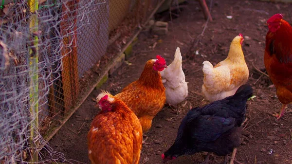 Frango Andar Doca Galo Ordinário Galinhas Procura Grãos Enquanto Caminham — Fotografia de Stock