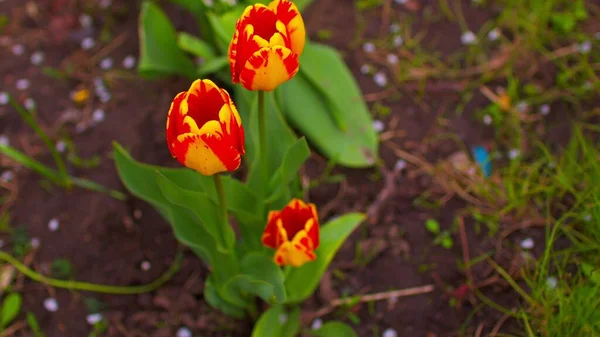 Güneşli Havalarda Bahçede Parlak Laleleri Kapatın Rüzgarda Sallanan Güzel Çiçekler — Stok fotoğraf