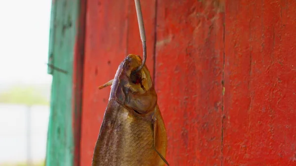 Close Dried Fish Hanging Hook Outdoors Piece Fish Being Dried — Stock Photo, Image