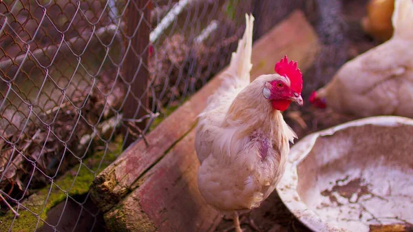 Großaufnahme Von Hühnern Die Der Nähe Von Zaun Auf Der — Stockfoto