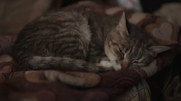 Gros Plan Chat Domestique Dormant Sur Canapé Dans Chambre Mignon — Photo