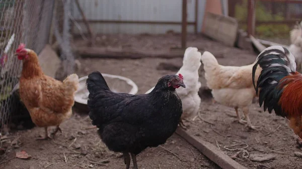 Frango Andar Doca Galo Ordinário Galinhas Procura Grãos Enquanto Caminham — Fotografia de Stock