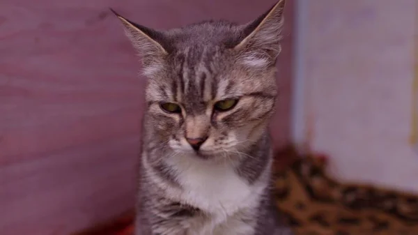 Großaufnahme Der Hauskatze Die Auf Der Veranda Des Hauses Sitzt — Stockfoto