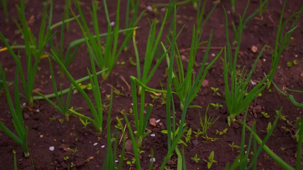 Nahaufnahme Von Beeten Mit Wachsenden Frühlingszwiebeln Konzept Aus Landwirtschaft Bioprodukten — Stockfoto