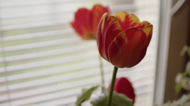 ブラインドで窓の近くの明るいチューリップを閉じます 自宅で良い気分のための美しい花 — ストック動画
