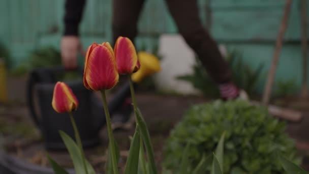 Gros Plan Tulipes Lumineuses Dans Jardin Femme Méconnaissable Prend Arrosoir — Video