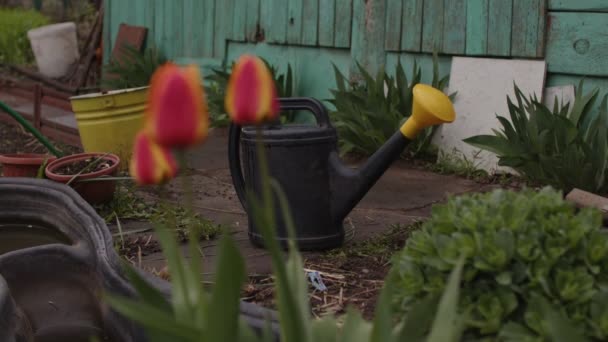 Öntözőkannák Közelsége Kertben Zöldségkert Udvarlásának Fogalma — Stock videók