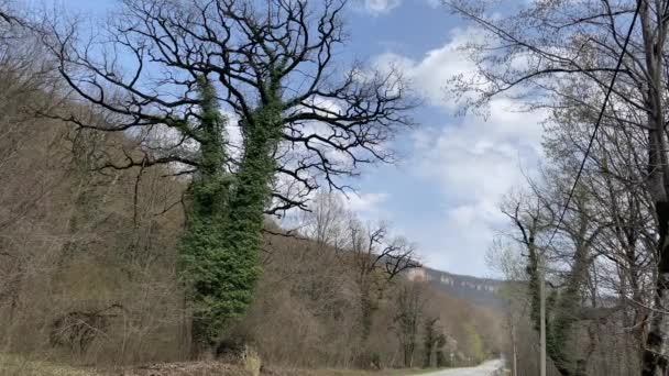 Gran árbol con flores en terreno montañoso. Fabulosamente hermoso árbol florece en la zona montañosa en primavera. — Vídeos de Stock