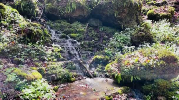 Prachtig landschap van bergbeekjes die van stenen treden afstromen. Bergvaarweg stroomt natuurlijke trap af in pittoreske plaats. — Stockvideo