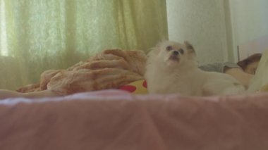 Beyaz Spitz 'in sahibinin yanında yattığını yakın plan. Yatakta uyuyan bir kadının yanında dinlenen rahat tatlı köpek.