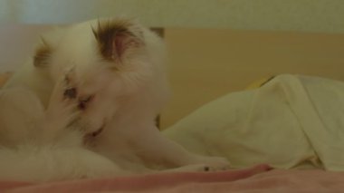 Beyaz tükürük ısırıklarına yakın, yatakta uzanmış. Zavallı köpek, yürüyüşten sonra pireleri ısırıp koparıyor. Sorun kavramı ve hayvanlar için tehlike