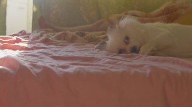 Uykulu beyaz Spitz 'in pençelerini yalarken, yatakta yatarken. Rahat tatlı köpek meditasyon yapar ve uykuya dalar.