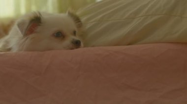 Uykulu beyaz Spitz 'in metresin bacağını yalayıp yatağa uzanmasına yakın dur. Rahat tatlı köpek meditasyon yapar ve uykuya dalar.