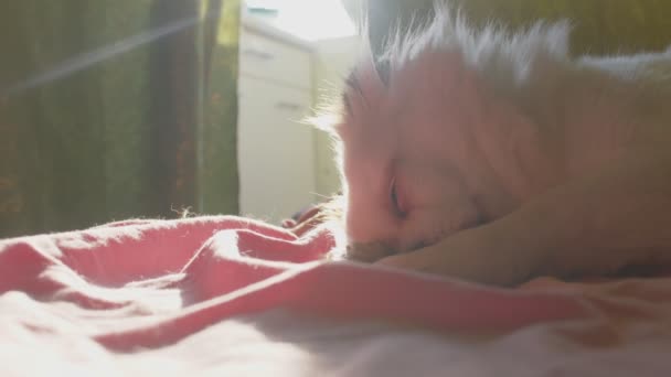 靠近昏昏欲睡的白色唾沫舔爪子 躺在床上 松驰的可爱的狗沉思着 睡着了 — 图库视频影像