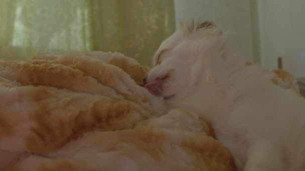 Zbliżenie Śpiącej Białej Liżącej Łapki Leżącej Łóżku Relaks Cute Pies — Wideo stockowe