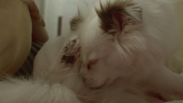 Gros Plan Spitz Blanc Mord Couchée Sur Lit Pauvre Chien — Video