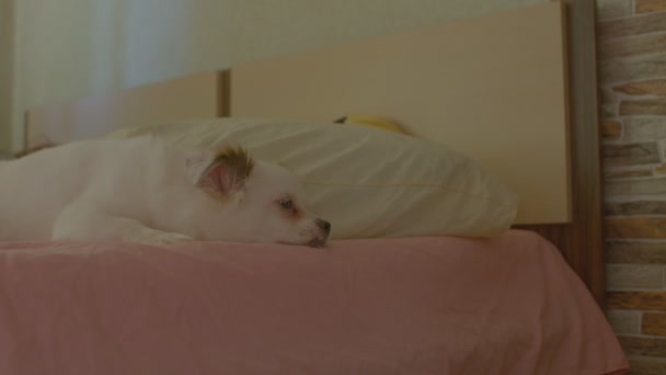 Close Spitz Branco Sonolento Lambendo Perna Amante Deitado Cama Relaxado — Vídeo de Stock