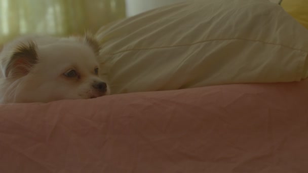 Zbliżenie Śpiącego Białego Spica Liżącego Nogę Kochanki Leżącego Łóżku Relaks — Wideo stockowe