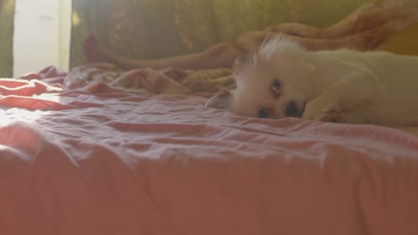 Feche Pata Lamber Spitz Branco Sonolento Deitado Cama Relaxado Bonito — Vídeo de Stock