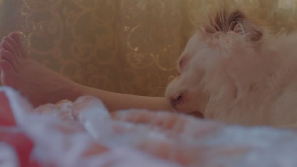 ベッドの上に寝そべって 眠い白いスピッツ舐め愛人の足を閉じます リラックスしたかわいい犬が瞑想し 眠りに落ちる — ストック動画