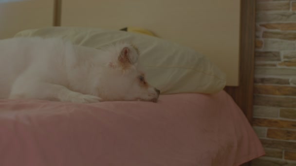 Gros Plan Spitz Blanc Endormi Léchant Jambe Maîtresse Couché Sur — Video