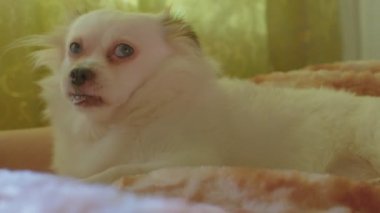 Beyaz Spitz 'in yatakta yatıp dilini çıkarmasını kapat. Gevşemiş şirin köpek dilini gösteriyor.