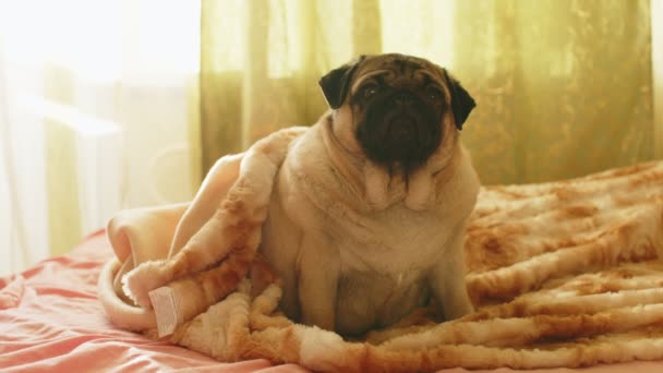 Primer Plano Lindo Pug Sentado Cama Habitación Perro Encantador Descansando — Vídeo de stock