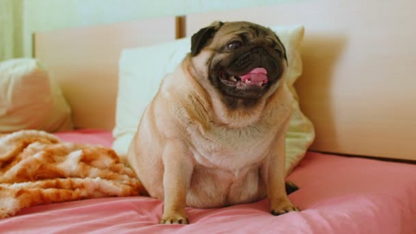 かわいい豚のベッドの上に座って 彼女の口を開いて呼吸を閉じます 舌を垂らしてチャーミング犬 — ストック動画