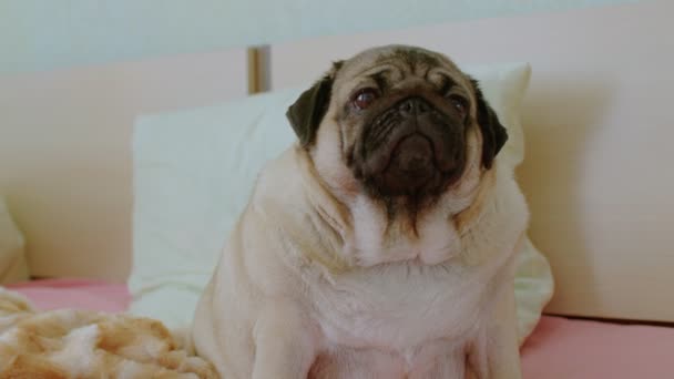 Menutup Pug Lucu Duduk Tempat Tidur Kamar Menarik Anjing Beristirahat — Stok Video