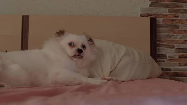 Beyaz Spitz Yatakta Yatıp Dilini Çıkarmasını Kapat Gevşemiş Şirin Köpek — Stok fotoğraf