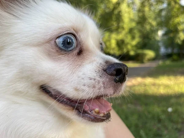 Close White Spitz Walk Summertime Portrait Cute Dog Looking Away — Stock Photo, Image