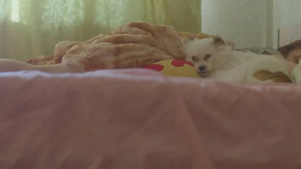 旁边躺在床上的白色飞溅的特写 松驰可爱的小狗躺在床上熟睡的女人旁边的房间里 — 图库照片