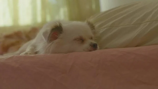 Primer Plano Spitz Blanco Durmiendo Cama Lindo Perro Descansa Acostado — Foto de Stock