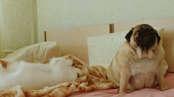 Близько Двох Собак Ліжку Кімнаті Білий Шпіц Лежить Грає Кусаючи — стокове фото