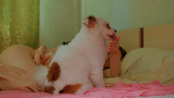 紧紧地抓住坐在床上的白色飞溅 舔着女人的手 可爱的狗向主人示爱和柔情 — 图库视频影像
