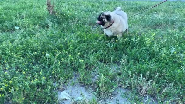 Närbild Söt Mops Promenad Sommaren Rolig Hund Äter Gräs — Stockvideo