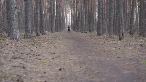 Grandmother Walking Her Grandson Granddaughter Forest Elderly Woman Stroller Walking — Stock Video