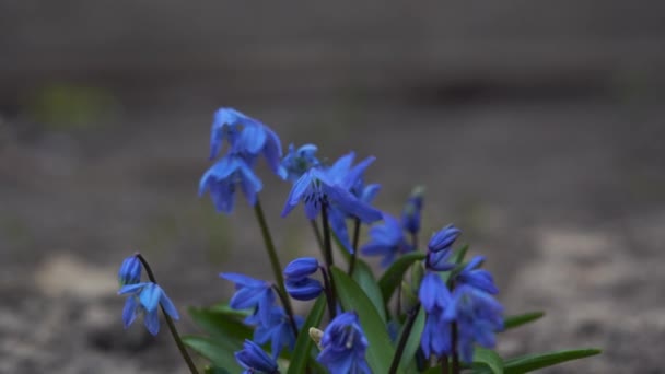 Gotas Neve Floresta Gotas Neve Azuis Primavera Perto Das Folhas — Vídeo de Stock