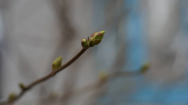 Zweig Eines Baumes Mit Kleinen Frischen Knospen Der Frühling Wächst — Stockfoto