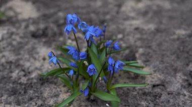 Ormanda kar damlaları. Baharda kuru yaprakların yanında mavi kar damlaları. Mavi çiçekler. Çiçekler doğal bir ortamda yetişir.