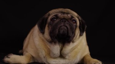 Siyah arka planda uzanan sevimli köpekleri kapatın. Rahatlamış köpek dinlenir ve uykuya dalar.