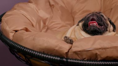 Koltuğunda uzanan ve ağzı açık nefes alan sevimli köpekleri kapatın. Tatlı köpek, dili dışarıda dinleniyor.
