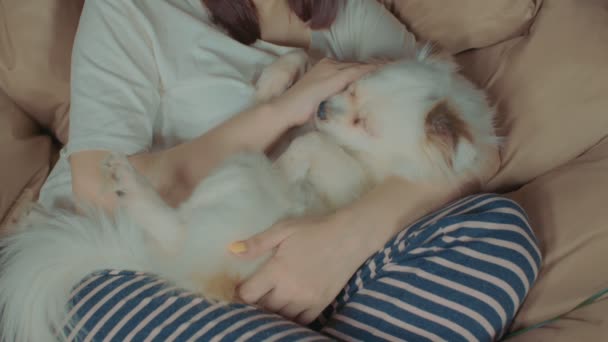近距离的白色飞溅躺在妇女和舔她的手 松驰的狗打坐睡着了 — 图库视频影像