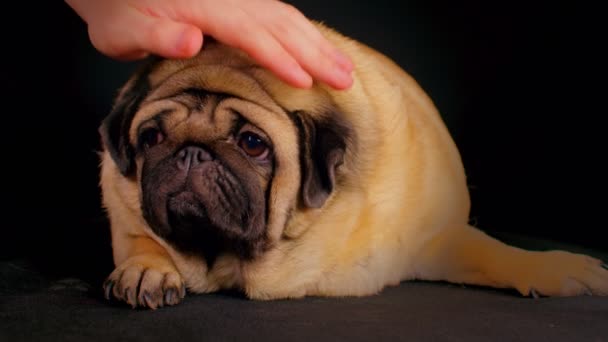 Close Cute Pug Lying Black Background Unrecognizable Person Stroking Relaxed — Stock Video