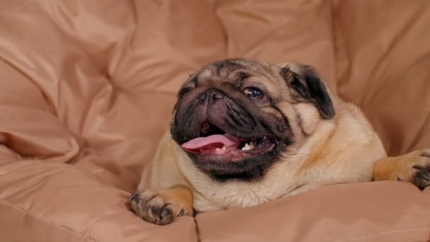 アームチェアに寝そべって口を開けたまま呼吸する可愛い豚のクローズアップ 魅力的な犬は舌を垂らして休んでいます — ストック動画