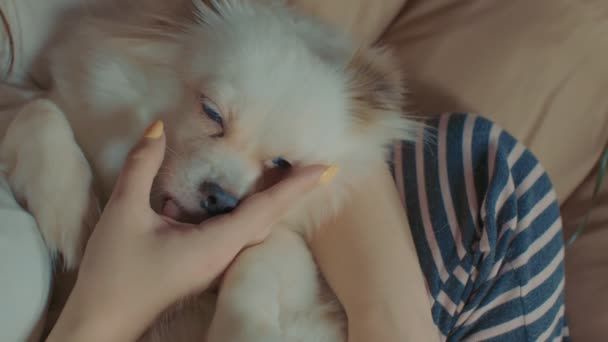 Крупным Планом Белого Пятна Лежащего Женщине Облизывающего Руку Расслабленная Собака — стоковое видео