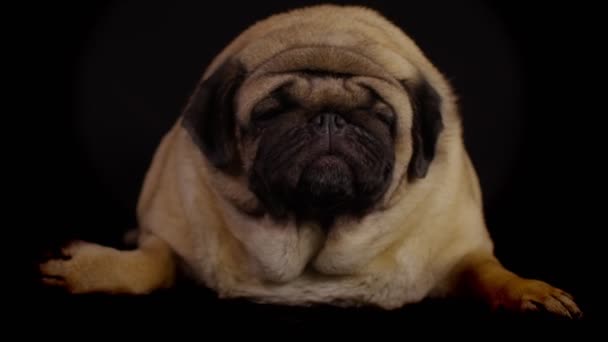 Κοντινό Πλάνο Του Χαριτωμένου Pug Γλείφει Ρύγχος Που Βρίσκεται Μαύρο — Αρχείο Βίντεο